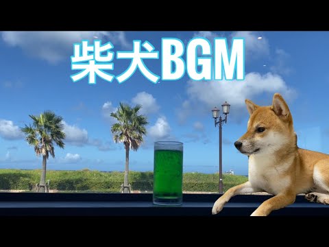 【柴犬飼い主54歳】柴犬とBGM