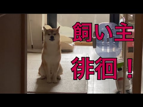 【柴犬飼い主】柴犬置いて真夜中に徘徊！愛って！
