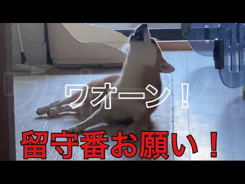 【柴犬飼い主54歳】犬の叫び！