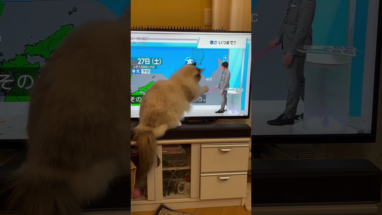 お天気キャスター平井さんの指示棒の丸いとこが欲しいラグドール #ラグドール #ragdoll