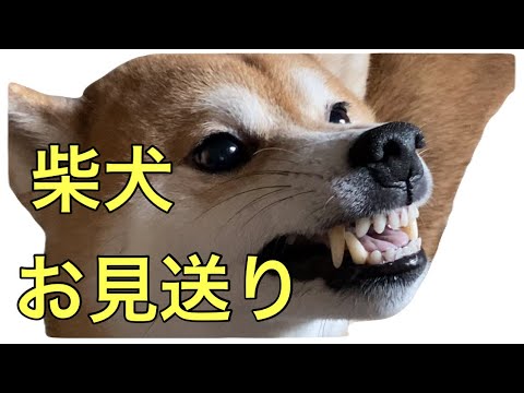 （柴犬飼い主54歳）あの柴犬がやっとお見送りした！