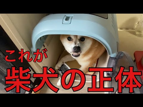 【柴犬飼い主54歳】柴犬が怒りまくる！