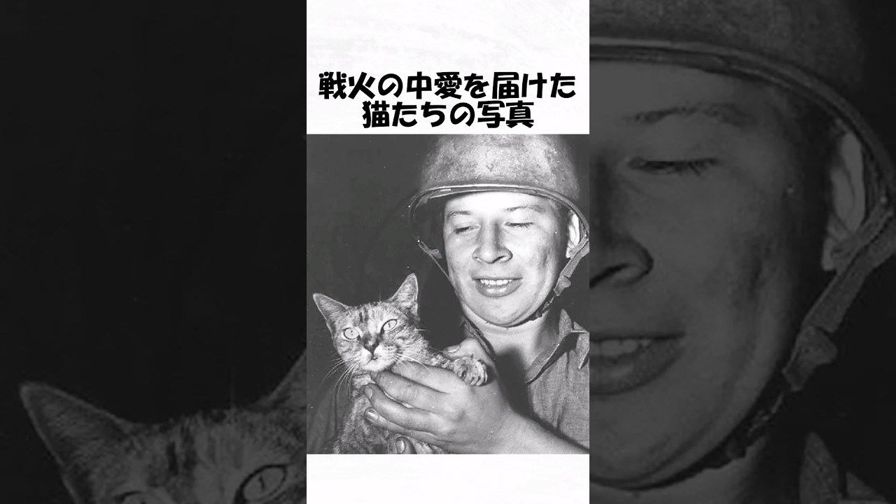 戦火の中愛を届けた猫たちの写真