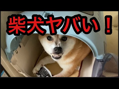 【柴犬飼い主54歳】飼い主とまったりしていた犬が急変やばい！