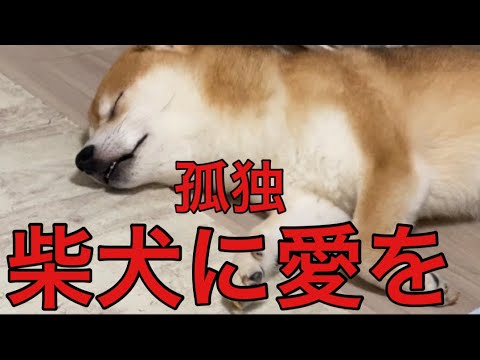 【柴犬飼い主54歳】孤独な柴犬に愛を込めて！