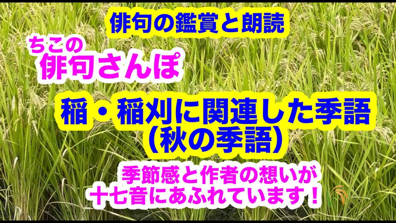 【俳句さんぽ゚゚・第141回】稲、稲刈関連（秋の季語）季節感と作者の思いが十七音にあふれています！🌾