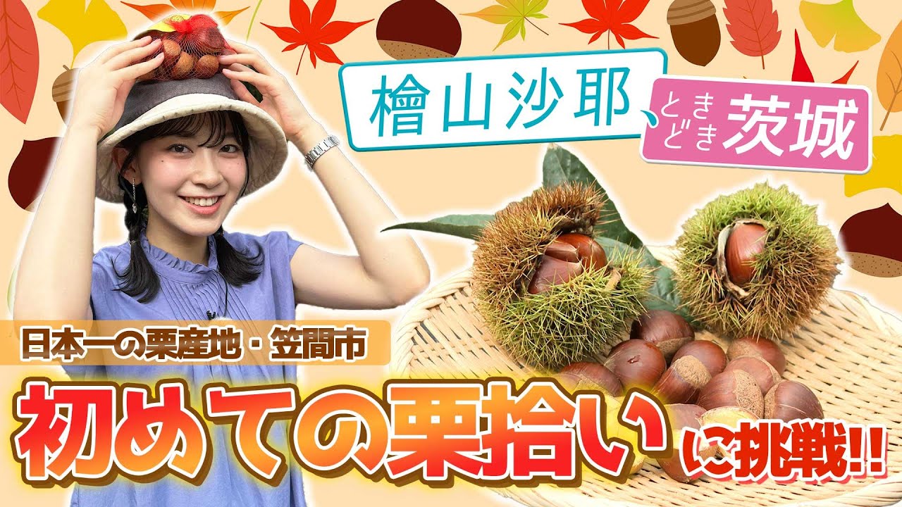 【檜山沙耶、ときどき茨城】笠間ではじめての栗拾い