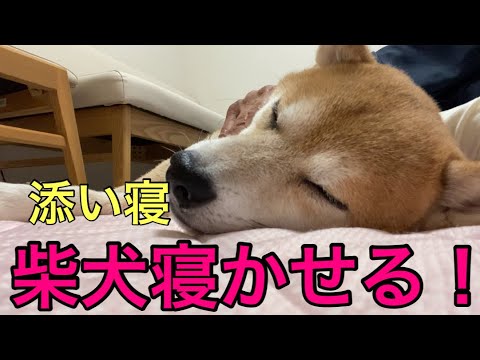 【柴犬飼い主54歳】凶暴な犬を添い寝で寝かせてみた！