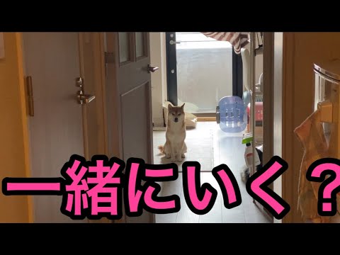 【柴犬飼い主54歳】留守番を頼んで一緒に行く？と言ってみたら！
