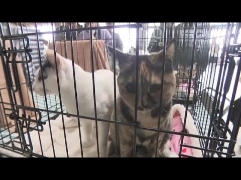 広島市で保護犬・保護猫の譲渡会  マツダのサークル×坂上忍さんがコラボ開催