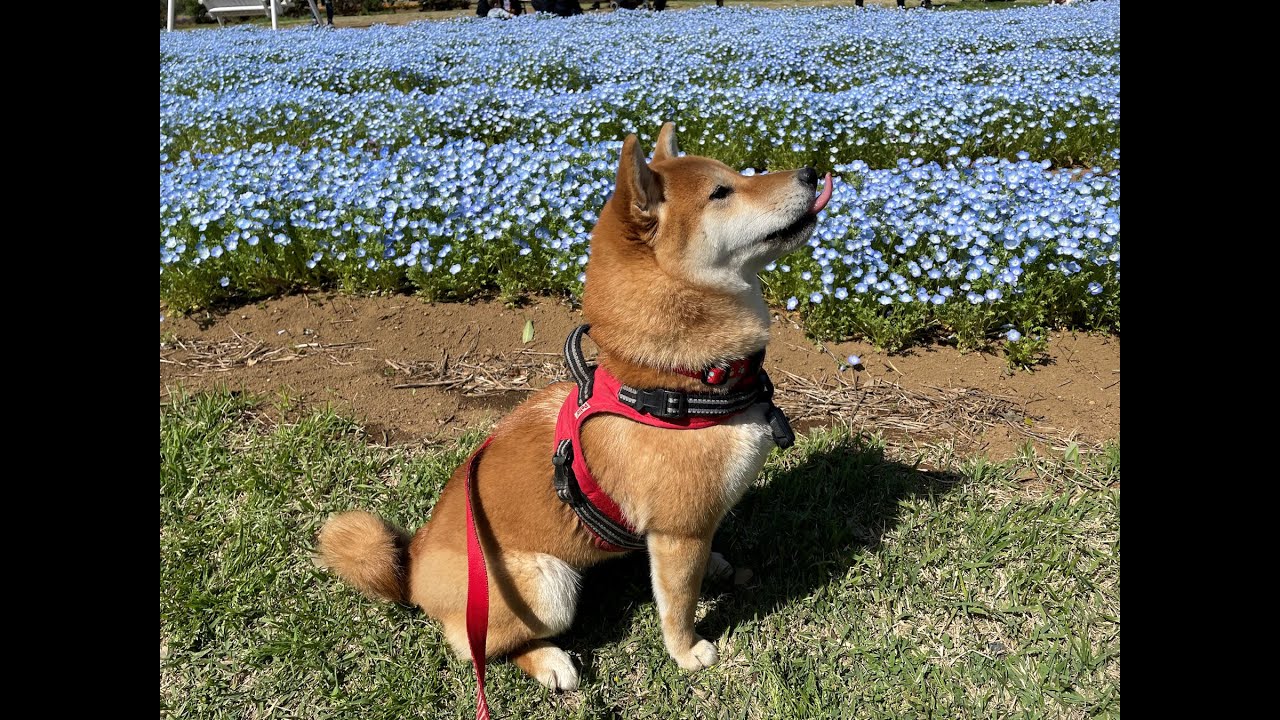 あなたの心に #中山千夏 #カバー #わにくん #日本を動かそう #世界に羽ばたけ #人生の記録