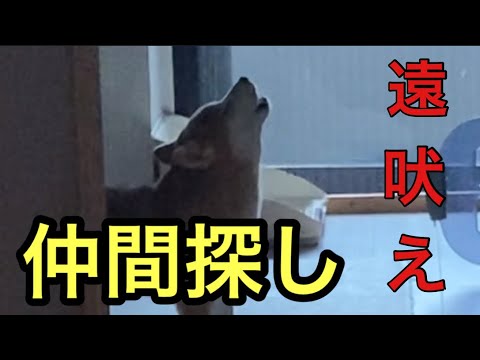 【柴犬飼い主54歳】遠吠えで飼い主を見つける柴犬！