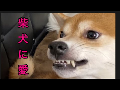 【柴犬飼い主54歳】柴犬に愛を！