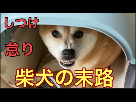 【柴犬飼い主54歳】柴犬のしつけを怠った末路がヤバい！！