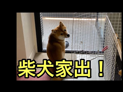 【柴犬飼い主54歳】柴犬家出！パピヨンが探す！