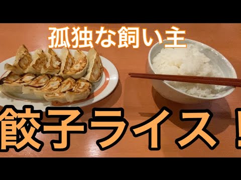 【柴犬飼い主54歳】餃子ライス食べてみた！