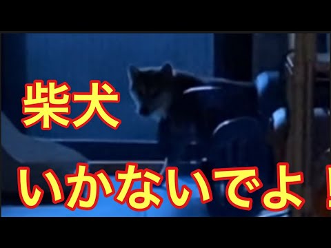 【柴犬飼い主54歳】初めて飼い主がしば犬におしまれる！