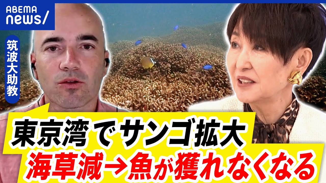 【サンゴ礁】東京湾で拡大中？海水温の上昇で何おきる？無関心さどう解消？｜アベプラ