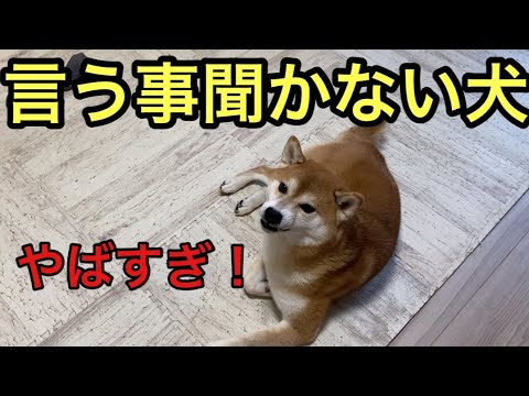 【柴犬飼い主54歳】柴犬が言う事聞かずにこまっている飼い主！