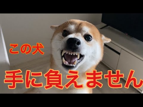 【柴犬飼い主54歳】飼い主に敵意むき出し！