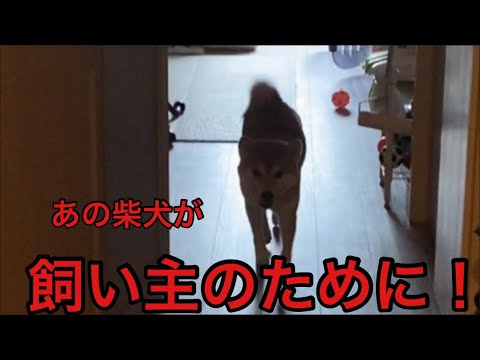 【柴犬飼い主54歳】初めて柴犬に見送られた飼い主がハウスメーカー所長に元気な挨拶してみた！