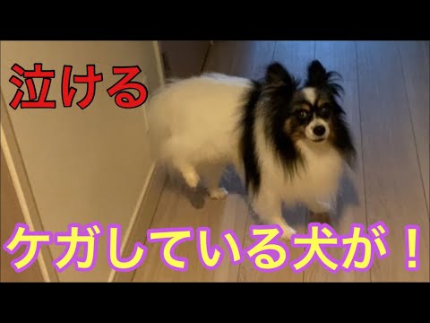 【柴犬飼い主54歳】ケガしているのに飼い主を見送るパピヨン！