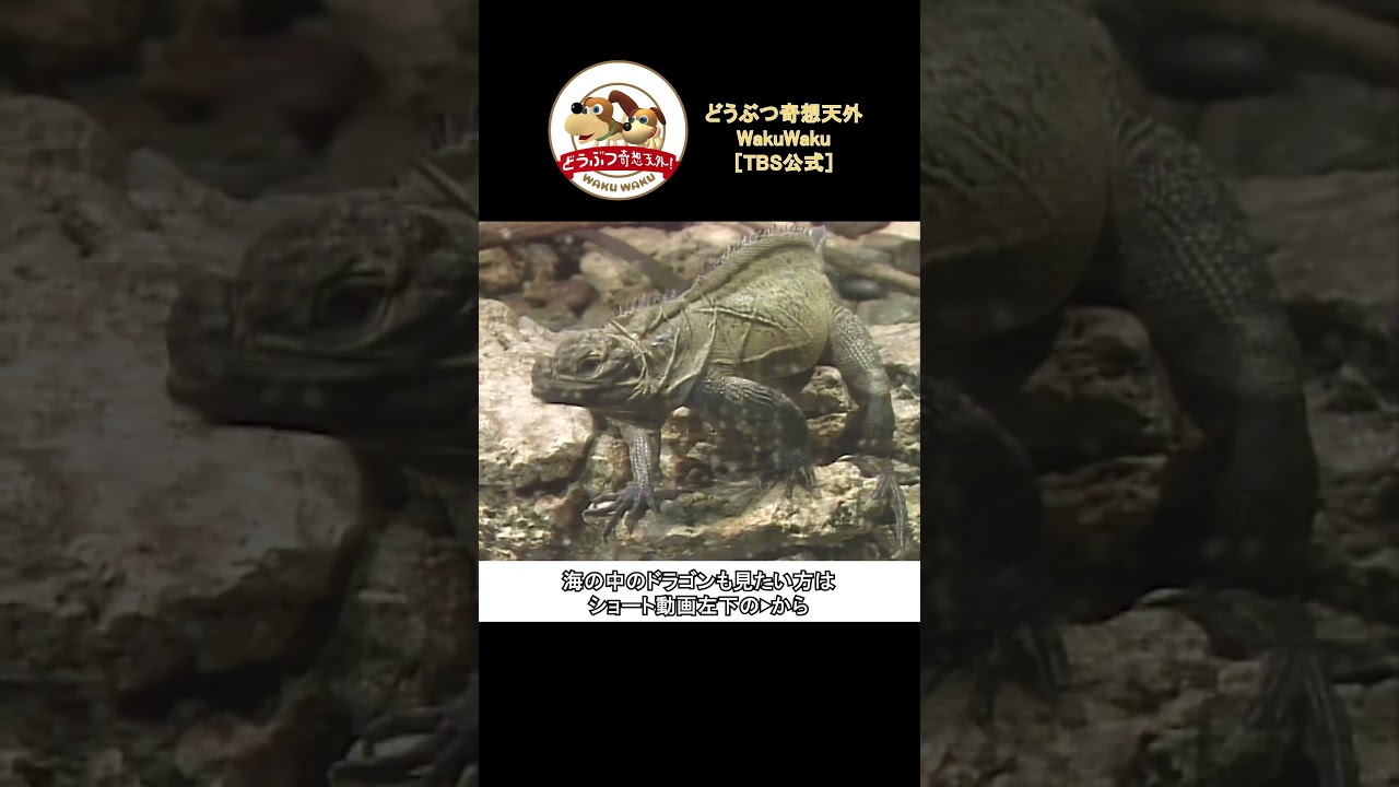 挨拶をするトカゲ!?返事を返してくれないと取る行動とは？？【どうぶつ奇想天外／WAKUWAKU】