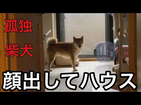 【柴犬飼い主54歳】顔みせたに来てハウスするしば犬！