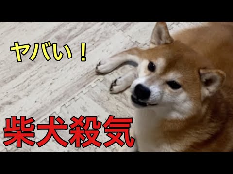 【柴犬飼い主54歳】飼い主に対しての殺気がやばすぎる犬！