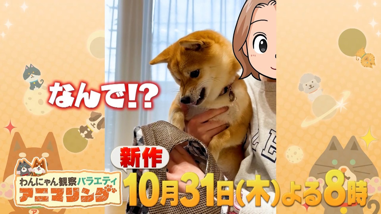 【新作】しゃべるワンちゃん&ネコちゃん大集合!!『#アニマリング』10/31(木)【TBS】