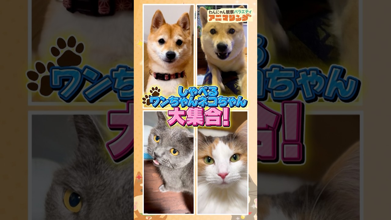 【新作】しゃべるワンちゃん&ネコちゃん大集合!!『#アニマリング』10/31(木)【TBS】