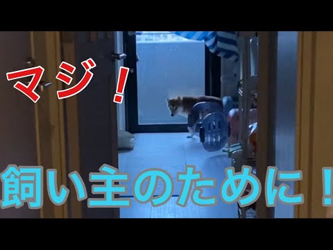 【柴犬飼い主54歳】あの犬が飼い主のために！