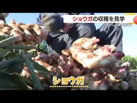 ショウガの収穫を見学　おいしい食べ方は？　鹿児島・霧島市 (24/11/19 18:48)