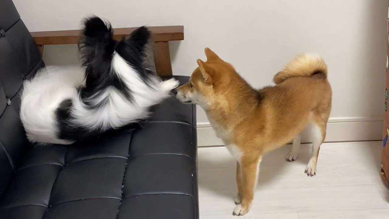 柴犬のイタズラ！