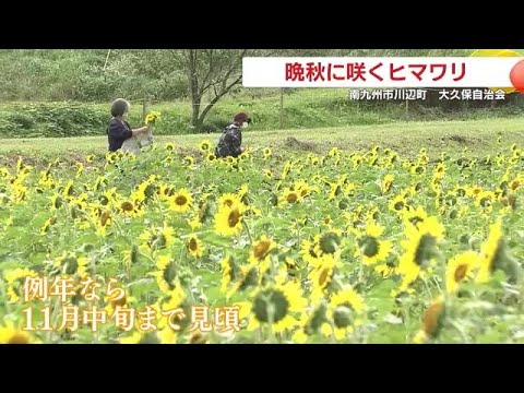 晩秋に咲くヒマワリ　南九州市川辺町・大久保自治会 (24/11/05 18:45)