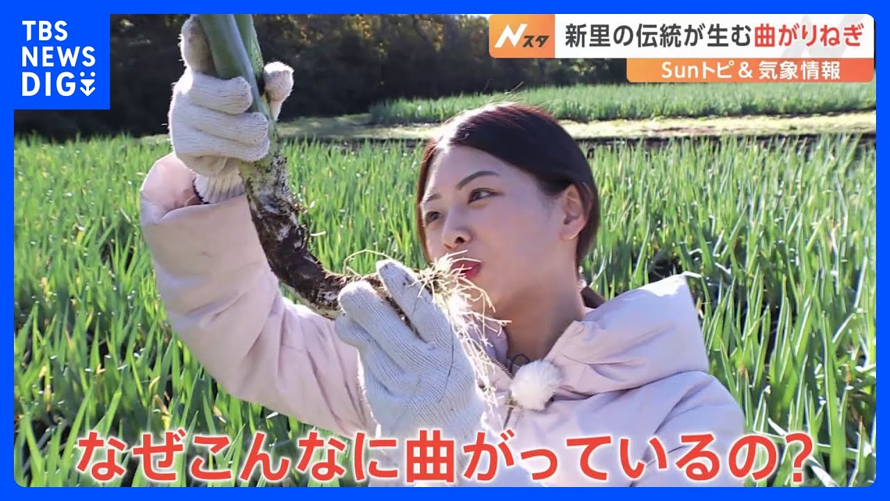 宇都宮の新里だけで作られる曲がりねぎ、なぜこんなに曲がる…？理由は“地盤の固さ”にあった【SUNトピ】｜TBS NEWS DIG