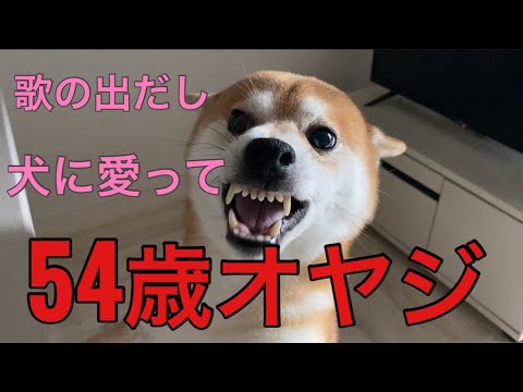【柴犬飼い主54歳】C調言葉に御用心の歌の出だしの〝愛〟が分からないオヤジ！