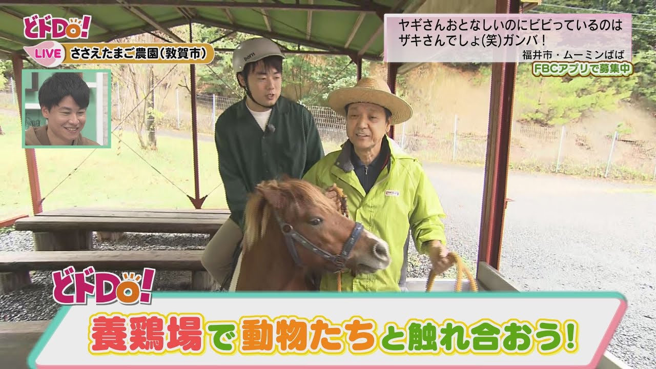 にじパレ どドDo！ 養鶏場で動物と触れ合おう！