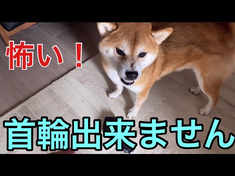 【柴犬飼い主54歳】怖くて首輪できません！
