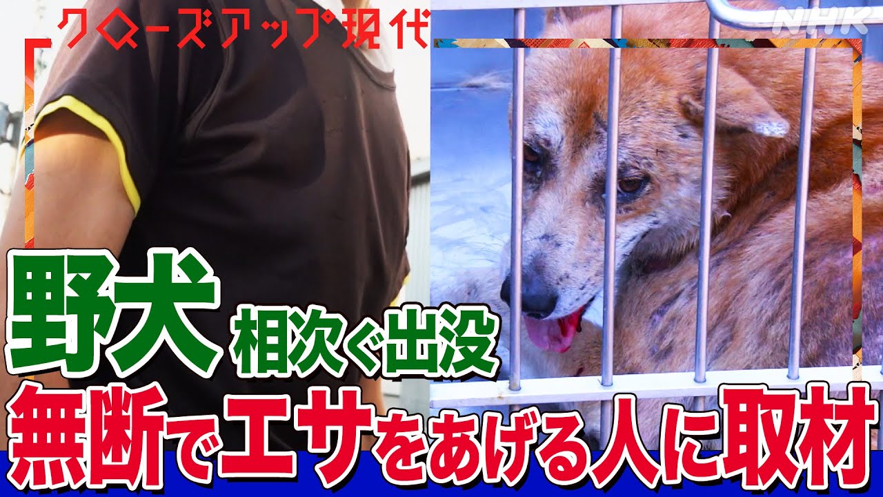 【病気が怖い】なぜ全国で野犬の被害が止まらないのか？無断でエサをあげる人の考えは 保護犬の譲渡数を4倍に増やした岡山市の取り組みとは (語り:安元洋貴)【クロ現】| NHK