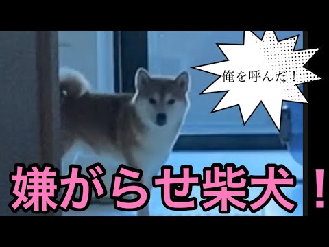 【柴犬飼い主54歳】飼い主に嫌がらせをして顔出さない犬！