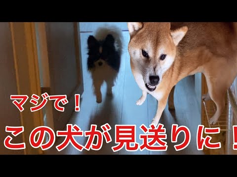 【柴犬飼い主54歳】信じられません！柴犬が見送り！