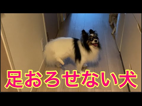 【柴犬飼い主54歳】ケガしているパピヨン留守番させてメシに行った飼い主💢