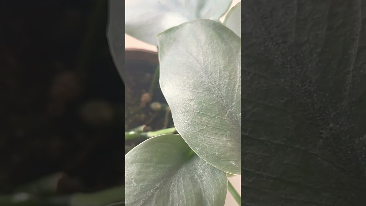 #スキンダプサスオルモストシルバー #e-花屋#木村園芸#plants #shorts 【12.5】