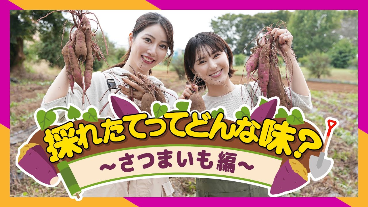 採れたてってどんな味？〜さつまいも編〜  #焼き芋  #旬の食材