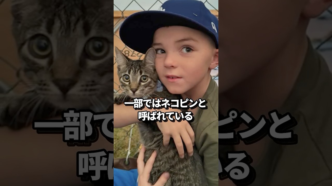 ※猫注意 大谷翔平の愛犬デコピンのライバル！フリーマンの愛猫チャンプの最新映像にファン大注目！#shorts #大谷翔平 #野球