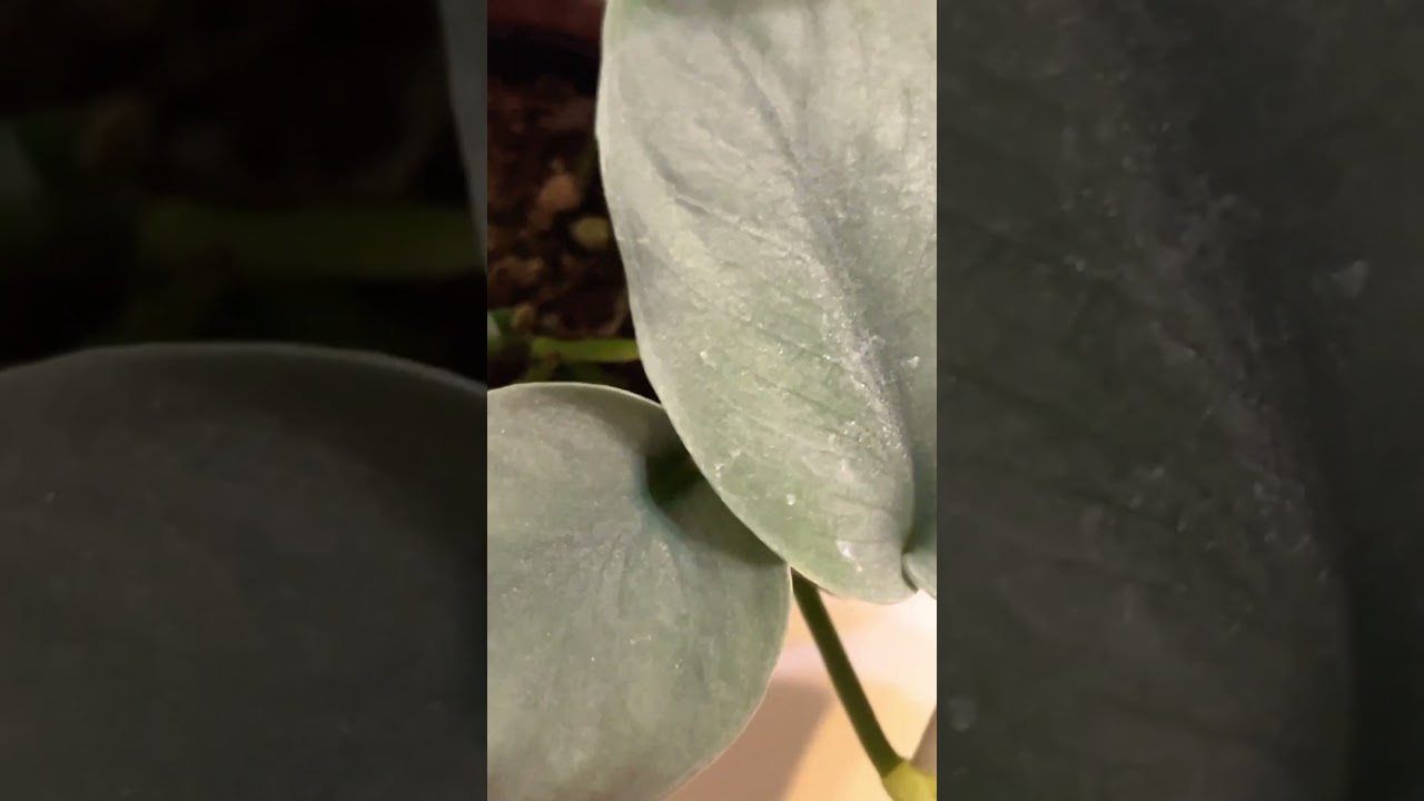 #スキンダプサスオルモストシルバー #e-花屋#木村園芸#plants #shorts 【12.7】