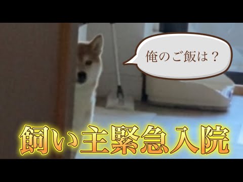 【柴犬飼い主54歳】緊急入院！！
