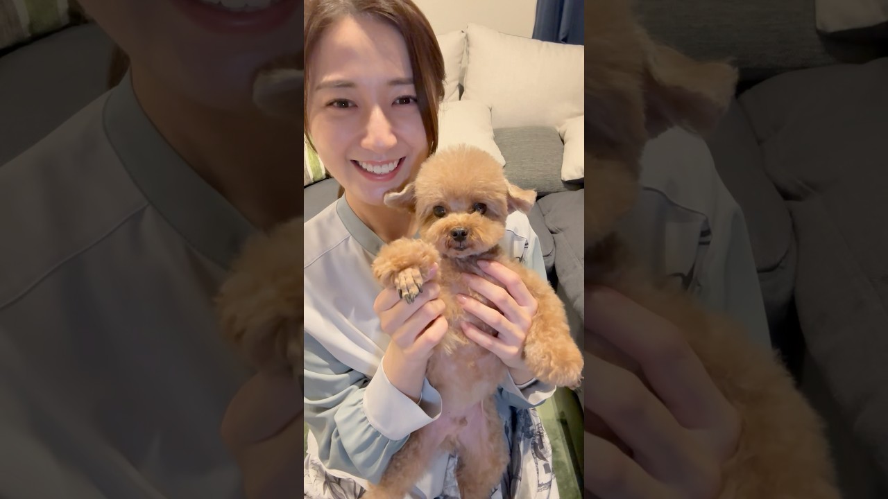 愛犬ニックのトリミングBefore After！！#犬 #いぬのいる生活 #shorts