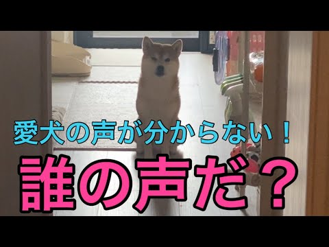 【柴犬飼い主54歳】愛犬の声が分からないふりをしてみた！